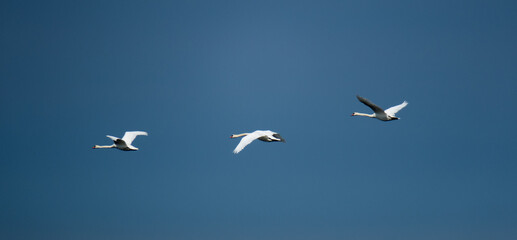 birds in flight