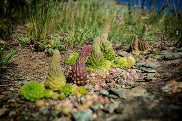 Succulents in the mountains of mountain Altai
