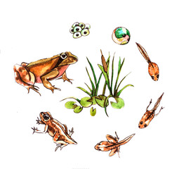Watercolor drawing about the development of a frog from eggs to tadpoles and beyond. For textbooks, articles, and educational literature about nature. The life cycle of a frog.