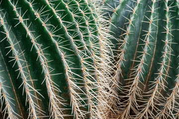 Close-up of prickly green ribs of cucktus as a natural background, texture.