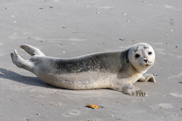 Seal pup on the beach sunbathing - 409656229