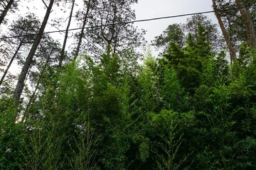 The evergreen trees create a healthy microclimate and beautiful landscape, making the air healthier. White cloud background