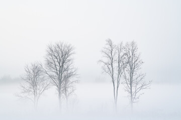 Foggy winter landscape of bare trees in a rural setting, Michigan