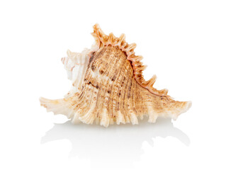 Striped sea shell isolated on a white background with shadow reflection, clipping path, vector path. Seashell on white backdrop.