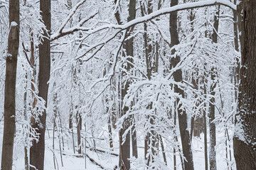 Landscape of snow flocked forest, Yankee Springs State Park, Michigan, USA