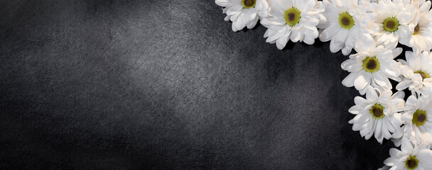 Fototapeta na wymiar white daisies on a dark background, floral background, card with flowers