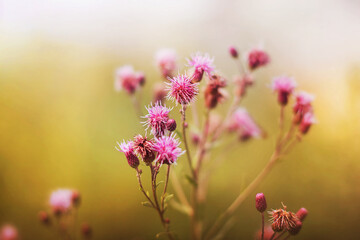 On thin stems, pink thistle flowers bloom on a sunny summer morning. Nature.