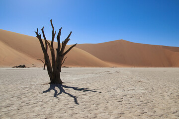 Deadvlei - Sossusvlei, Namibia, Africa