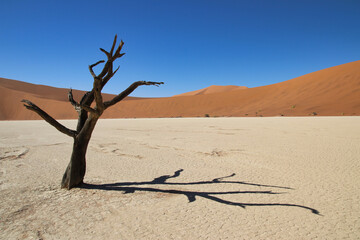 Deadvlei - Sossusvlei, Namibia, Africa