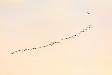 Migration d'oiseaux sauvage