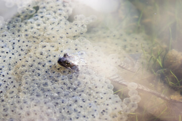 Frog spawn,common frog,rana temporaria eggs,spawn in pond