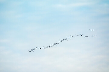 Migration d'oiseaux sauvage