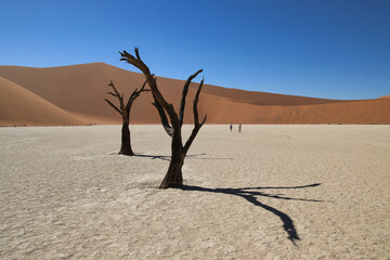 Deadvlei - Sossusvlei, Namibia, Africa