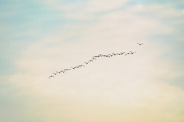 Migration d'oiseaux sauvage