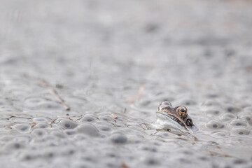 Frog spawn,common frog,rana temporaria eggs,spawn in pond