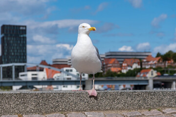 Large white and gray seagull standing on stone at harbor front with building in the background - 409658270