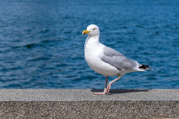 Large white and gray seagull working on stone at harbor front - 409658281