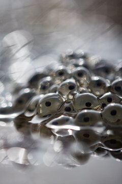 Frog spawn,common frog,rana temporaria eggs,spawn in pond