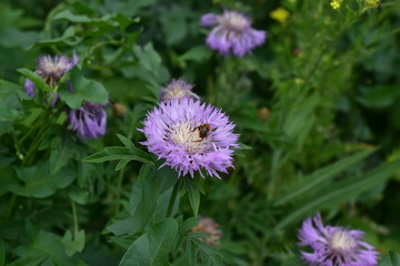 a bee drinks nectar from a lilac flower