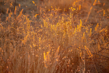 Dry Grass in the sunset light in Africa