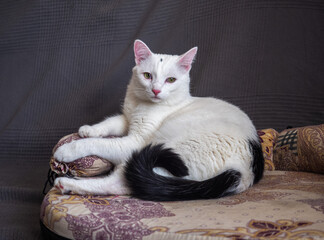 A beautiful white cat with a black tail lies on a cat sofa, standing on a sofa