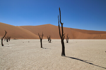 Deadvlei - Sossusvlei, Namibia, Africa