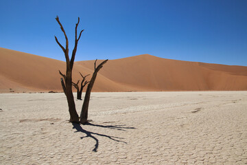 Deadvlei - Sossusvlei, Namibia, Africa