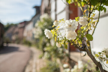 Gerberoy and white roses. Old village in France, half-timbered houses, known for roses, listed in the plus beaux villages de France (Most beautiful French villages). Gerberoy, Oise, France.
