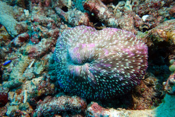 Großpolypige Steinkoralle - Fungia fungites