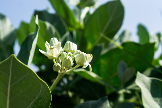Close up of green milkweed flower with nature background,nature and plant photography