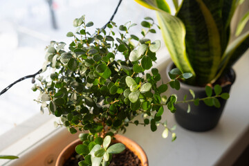 A flower on a windowsill in a clay pot.