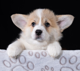 Corgi Pembroke Welpe zieht vom Züchter in sein neues Zuhause