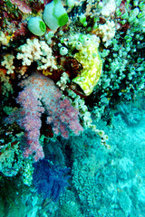 Bunte Korallenwand mit Seescheiden und Weichkorallen