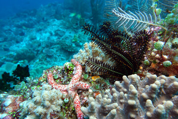 Löchriger Seestern,Kometenstern,Linckia multifora