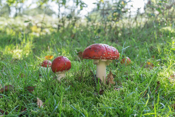 Amanita muscaria,mushroom,agaric