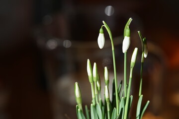 the first heralds of spring snowdrops in close-up