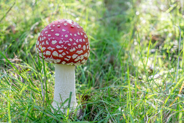 Amanita muscaria,mushroom,agaric