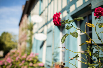 Gerberoy and red roses. Old village in France, half-timbered houses, known for roses, listed in the plus beaux villages de France (Most beautiful French villages). Gerberoy, Oise, France.