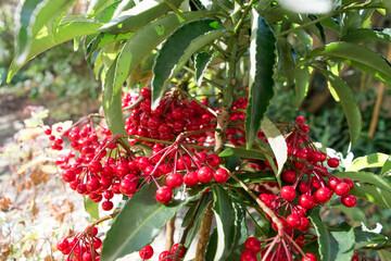 万両の木と実