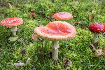 Amanita muscaria,mushroom,agaric