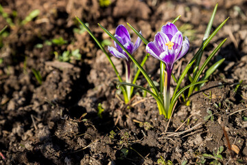View of magic blooming spring flowers crocus growing in wildlife. Purple crocus growing from earth outside.Signs of spring, purple and white crocuses blooming up through deal fall leaves