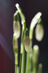 the first heralds of spring snowdrops in close-up