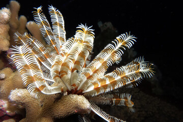 Federstern oder Seelilie am Korallenriff