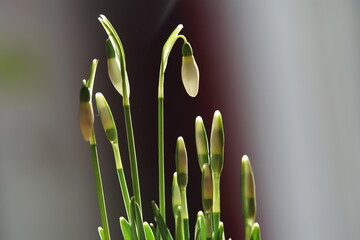 the first heralds of spring snowdrops in close-up
