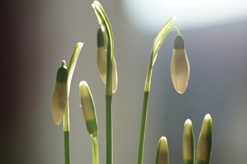 the first heralds of spring snowdrops in close-up