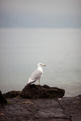 seagull on a rock