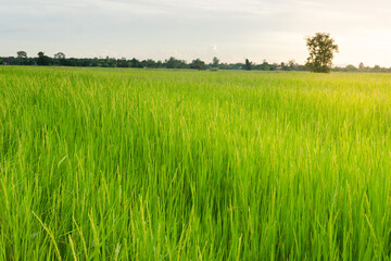 Fototapeta na wymiar rice field in the evening time,agricultural and lanscape photography