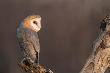 Fine art portrait of Barn owl at sunset (Tyto alba)