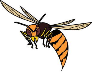 Flying European hornet (Vespa crabro) isolated  white on background