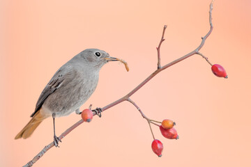 Black redstart female on branch catch a worm in a pink sunrise (Phoenicurus ochruros)